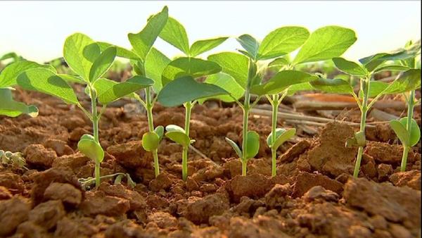MT: Falta de chuva faz que produtores replantem soja em algumas áreas do estado